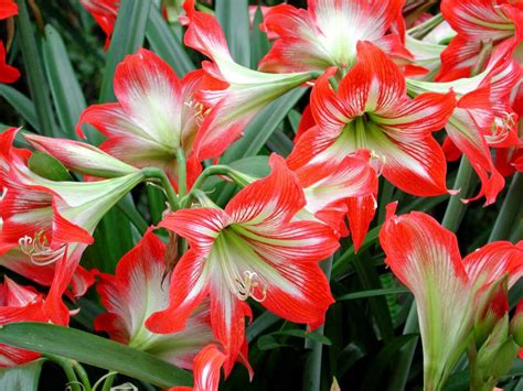 孤挺花的種類|孤挺花:孤挺花（Hippeastrum vittatum）又稱朱頂紅、。